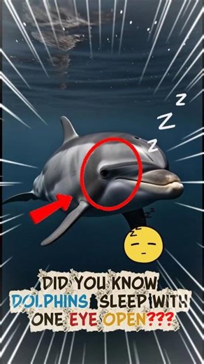 Why Dolphins Sleep with One eye open | Educational Documentary Shorts
