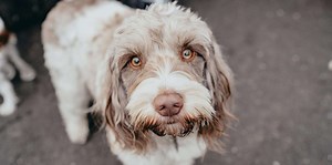 10 Gorgeous Rare Dog Breeds That Should Be On Your Radar (But Probably Aren't)