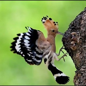 Super Beautiful Bird & the Sound!!!😍😍 | Amazing Land