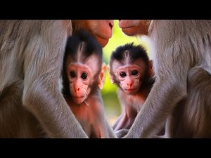 Baby Monkey Protected by Adult Intimate Close Up Moment in the Wild