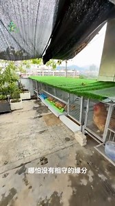 2.5M views · 27K reactions | Crianza de aves en casa #curiosidades #aves #ideas #produccion #emprendimiento | CuriosoRex12 | Facebook