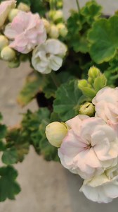 12K views · 542 reactions | White Geranium Flowers  | HAMRO Phulbari | Facebook