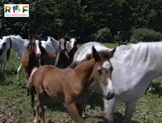 7K views · 149 reactions | Fischer Chöre - Amboss-Polka 1996 | Deutsche Musik weltweit | Facebook