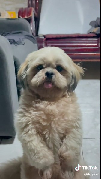 Meet Jumbo, the World's Biggest Shih Tzu!