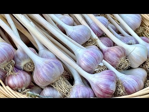 How to Grow Garlic from Planting to Harvest