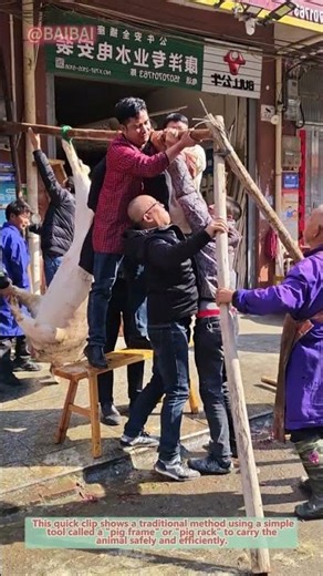 How to Carry a Pig with a Frame | Traditional Method