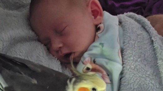Adorable parrot shows tender love to a sleeping baby with gentle kisses