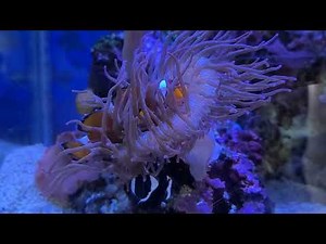 Finding Nemo Fish Tank.