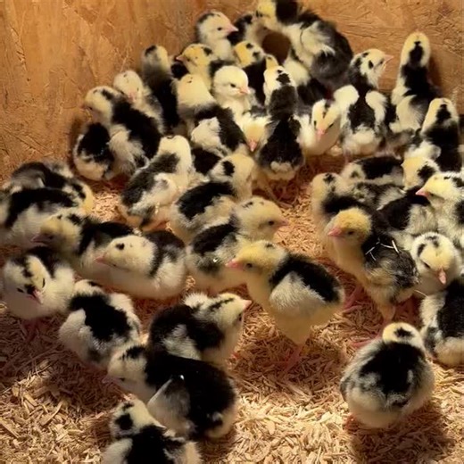 New Cottage Poultry on Instagram: "101 Dalmatians 🐥😂 🐣 These little Exchequer Leghorns hatched this morning and I have to say are definitely one of my favourite breeds, they are so interesting to look at and lay extremely well too 🥚✅ We have this breed available in the following ⬇️ 🥚Hatching eggs (just call ahead to make sure they are ready for collection). 🐥Unsexed Chicks 🐥Off heat Female Chicks 🐔Point of lays available at the end of February 📍New Cottage Poultry, 123 Main Street, Swan