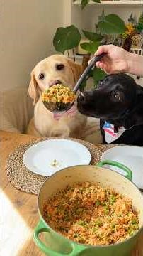 Root made enough for two! So Nala is our dinner guest again #youtubeshorts #puppy #labrador #foodie