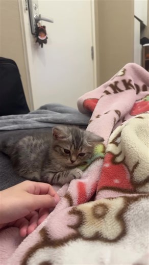 Vixkyross บน TikTok