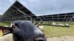 À Sézanne, l’entreprise Kenvue installe 16 000 m2 de panneaux solaires pour réduire sa dépense énergétique