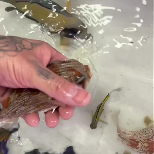 Weeeeeeeeeee. Spikey Puffy Boys. | HURSTVILLE AQUARIUM