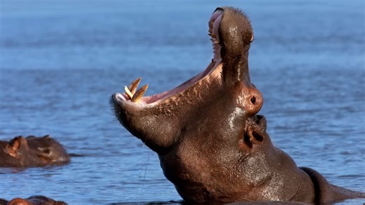 This hippo capsized a canoe - 7 people died and 17 are still missing