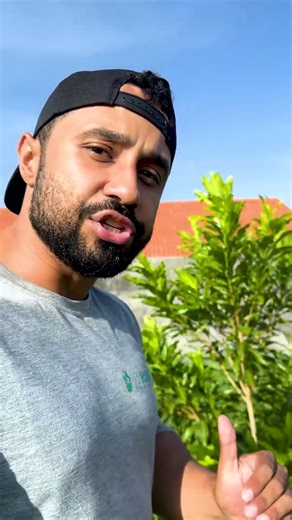 Esse planta de Abiu só dará frutos GIGANTES em alguns anos, saiba coml fazemos isso!