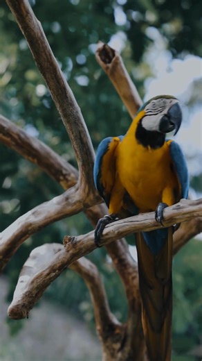 "Te agradesco por llegar a mi corazon ..."“Inspired by Guacamayo — song by Danit.”  #Danit #Guacamayo #SacredMusic #MedicineMusic #HeartPortal #OpenHeart #SoulAwakening #InnerAlchemy #DivineConnection #SpiritOfNature #HeartWisdom #ConsciousVibes #HealingThroughMusic #SacredSound #NatureMedicine #LoveFrequency #AwakenTheHeart #SpiritualJourney #LightWithin #AncestralVoices | Frecuencia Mariposa | Facebook