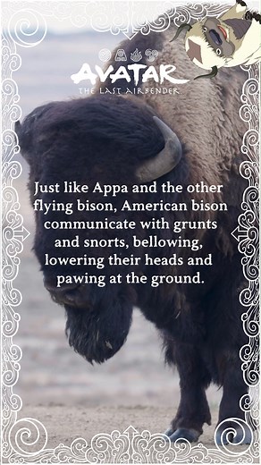 15K views · 161 reactions | Sky bison and bison UNITE! Appa of...