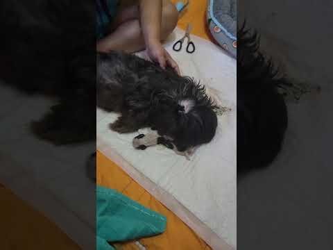 How.to help a shih tzu dog on giving birth