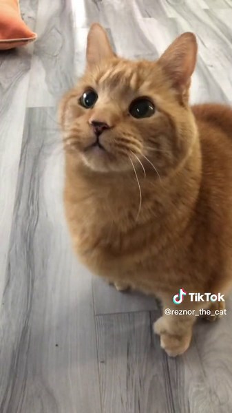 Funny Cat Making Grunting Noises Compilation