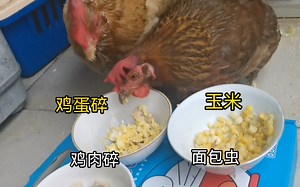 不明白鸡这种生物的脑回路