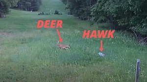 Trail Cam Captures Incredible Moment Deer Rescues Rabbit from Hawk