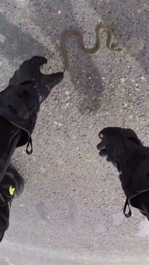 BIKER SAVES POISONOUS SNAKE | THIS IS WHY WE LOVE BIKERS
