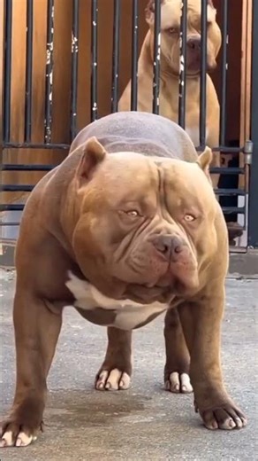 #pitbull #xlbully #americanbully #dogsofyoutube#bully