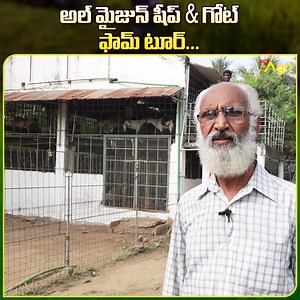 33K views · 163 reactions | Sheep and Goat, Livestock Breeding Farm...