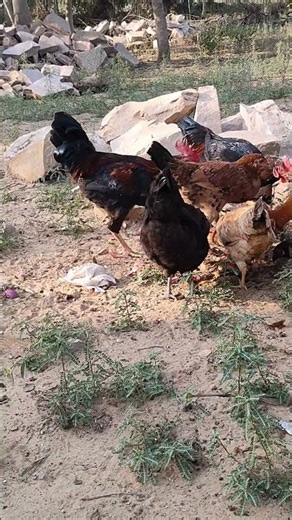 Desi murga farm #shortvideo #shorts #reels #trending #murga #ytshorts