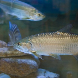 Just hangin' around... 🐠 Fossil research shows that tarpon have inhabited our oceans for millions of years, demonstrating their resilience and adaptability. Here are a few more facts about tarpon you may, or may not, have known about: Tarpon can grow up to a whopping 8 feet in length and weigh as much as 280 pounds, making them a formidable presence in the waters. With a lifespan exceeding 50 years, tarpon are among the longest-living fish species. The oldest known tarpon in captivity lived to 