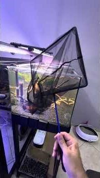 Fish Net - The Perfect Net Exists