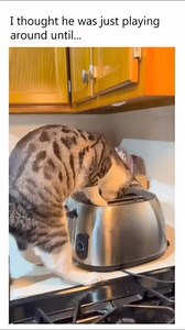 When a cat is busy chasing, never doubt it 💪😍 | Meow Cats