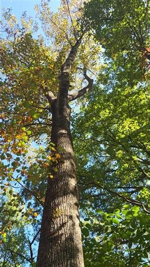 Look Up | 33 Second Reset 🌳✨️