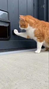 Smart Cat Uses High Tech Automatic Pet Door