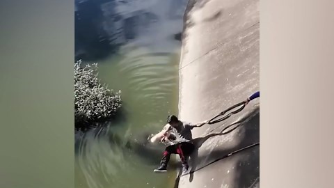 50 animals that asked for help and got it