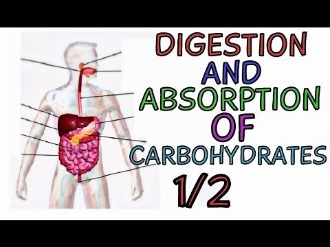 Digestion and Absorption of Carbohydrates PART 1/2 - Carbohydrate Metabolism - Glucose Metabolism