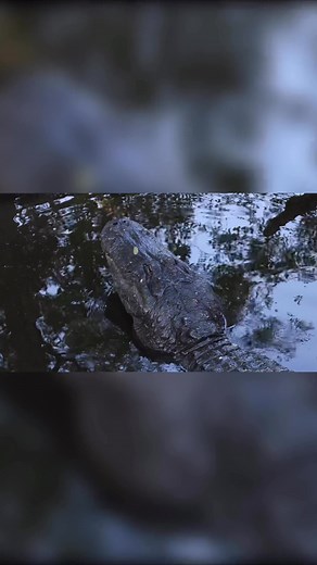 Alligators calling for mates in Florida | Harry Collins Photography