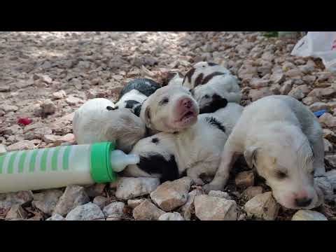 🍼 How To Care for Motherless Newborn Puppies | Complete Life-Saving Guide for Abandoned Puppies 🐶