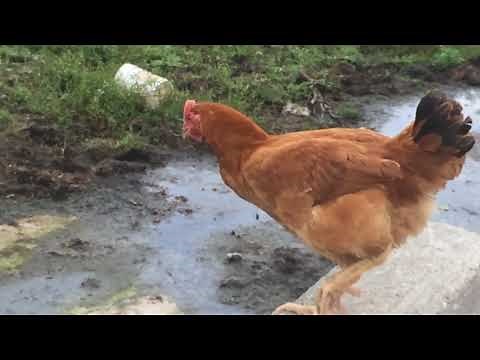 Killing the chicken with gun