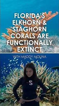 Florida's Elkhorn & Staghorn Corals Are Functionally Extinct #SaveOurReefs #CoralRestoration