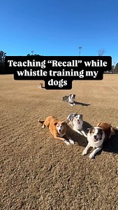 Training my dogs “come/recall” while using a whistle! Many of you asked how to begin your dog for some whistle work. It’s not too difficult to get started! Check out some of m most basic starts with my dogs. Want to get a whistle of your own? Check out the storefront in my bio. Fun fact: It has a bit of a learning curve so get one sooner than later! #dogtraining #dogtrainingtools #doglover | The Joy Crew