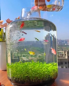 116K views · 489 reactions | Water plant tanks to have a bottled piece of nature in your space! | This Is Brainy | Facebook
