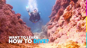 5 comments | Becoming a certified diver opens your world to amazing adventures, new people, and beautiful underwater worlds. It's time to get started! Call today to find out how. 954-770-3483 | Sea Experience | Facebook