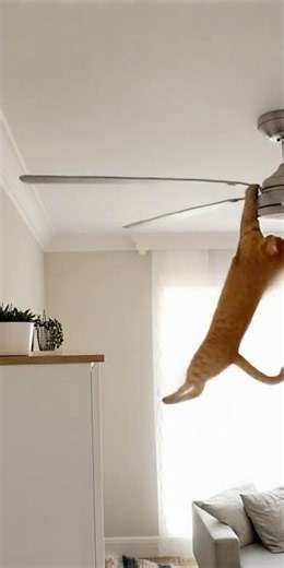 Cat tries to stop the ceiling fan: Kitty vs. Aerodynamics#funny#memes#humor#pet#cute#naughty#cat