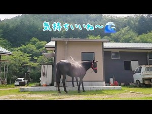 【元競走馬】スペさんの優雅な青空シャワータイム🐎🚿