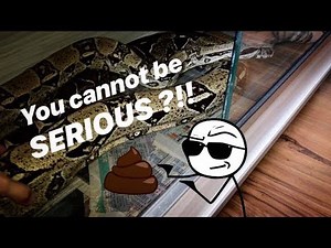 My SNAKE left me a POOP as BIG as my DOG’s ~ Nasty cleaning time !!!