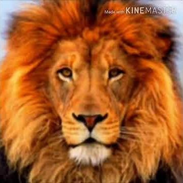 African Lion Growl 🦁 🔊