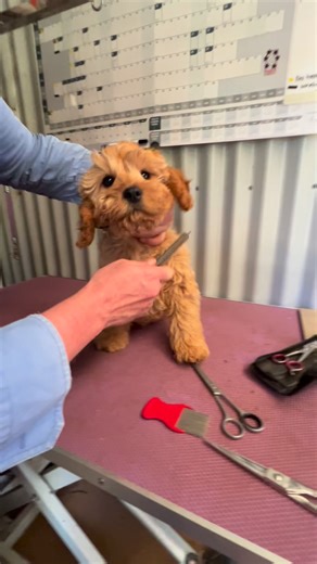 Jerry is being such a good a patient boy for his quick comb through today. Lots of this experience as a young pup will make him very easy to groom as adult dog. Less stress for him and the groomer. | Cooee Cavoodles