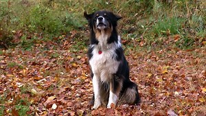 Dog Barking Videos Free Download