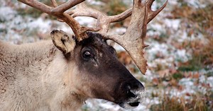 Northern Arizona University student researching caribou migration
